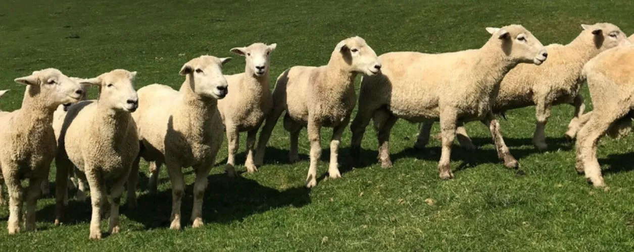 Shorn rams Paparata NZ
