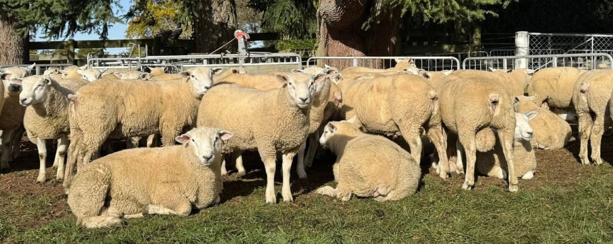 Texel rams Waikaka Genetics NZ