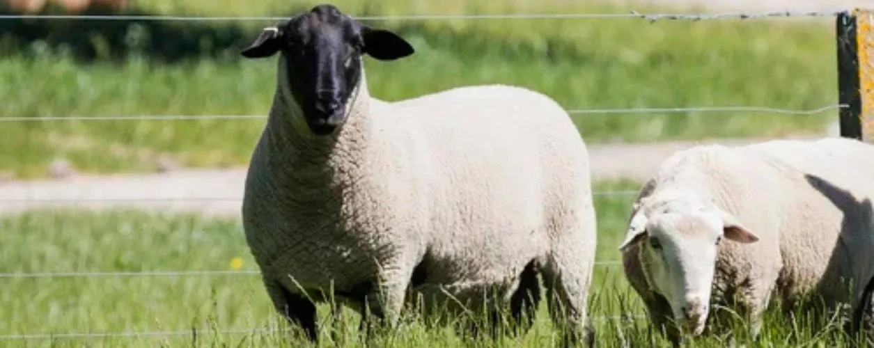 Foulden Hills rams NZ