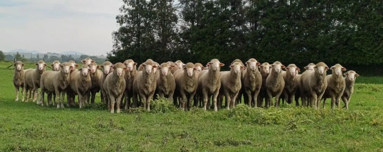 Dohne rams in paddock Ballandean NZ