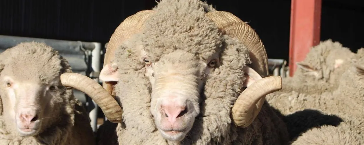 Merino rams (horned) Wairua Downs NZ