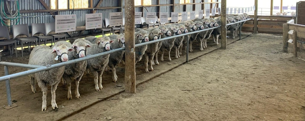 Glenallen ram sale NZ