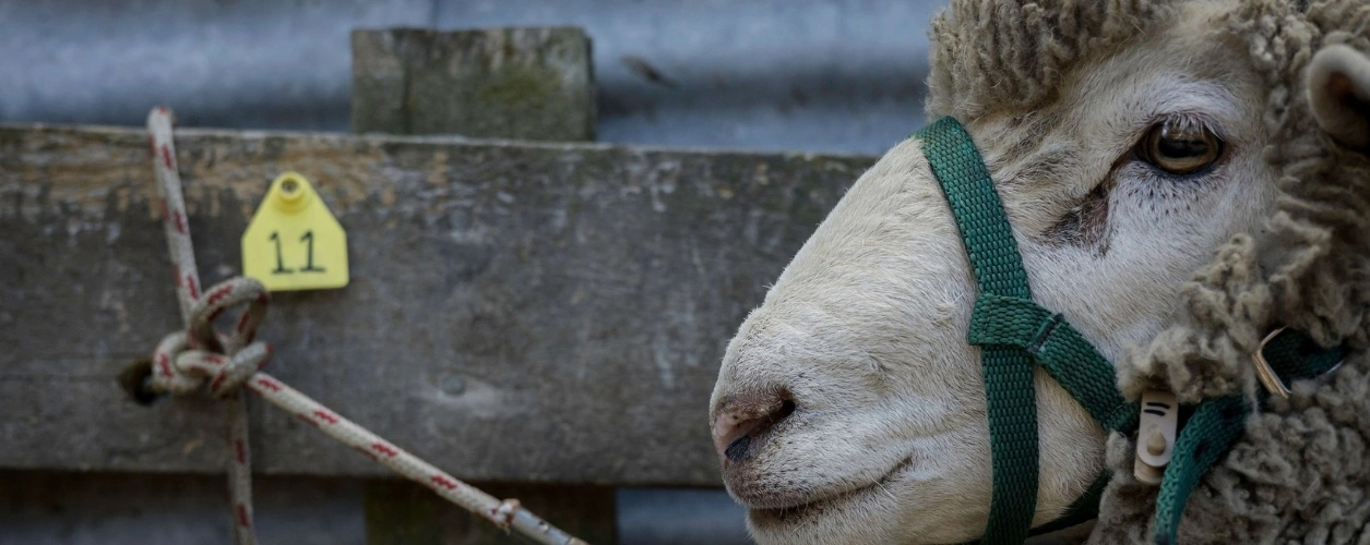 Ram in halter