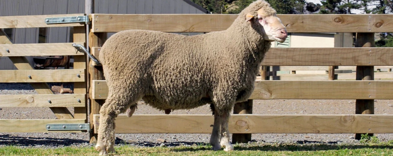 Middlehurst ram sale NZ
