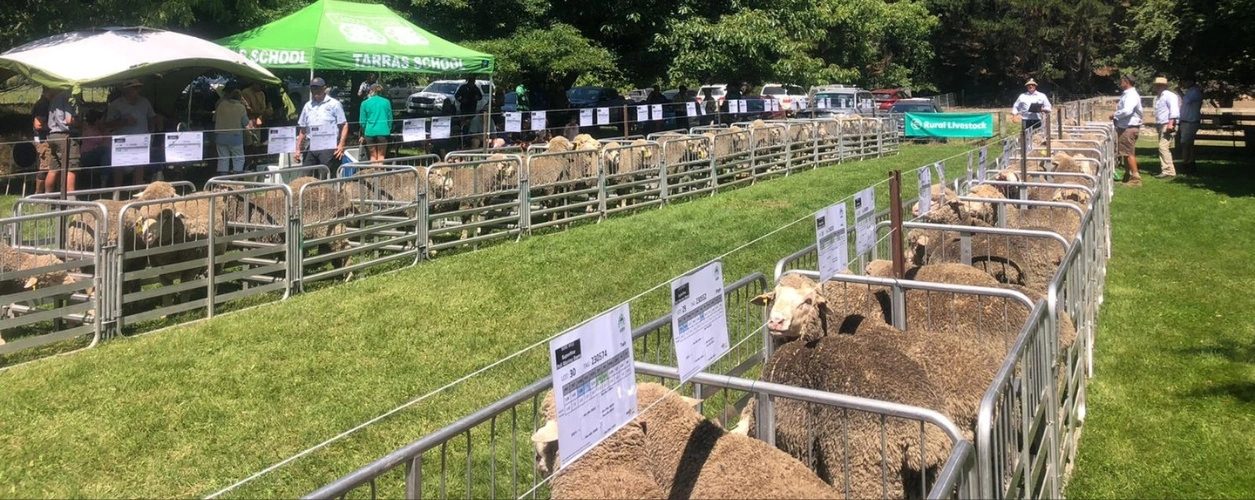 Nine Mile ram sale NZ