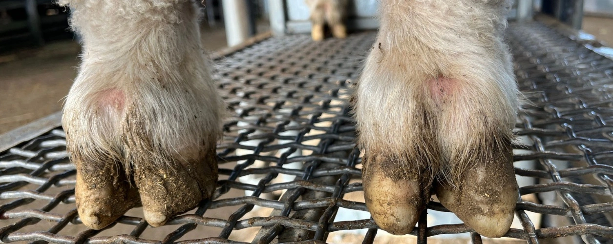 Close up of a sheep standing on grating