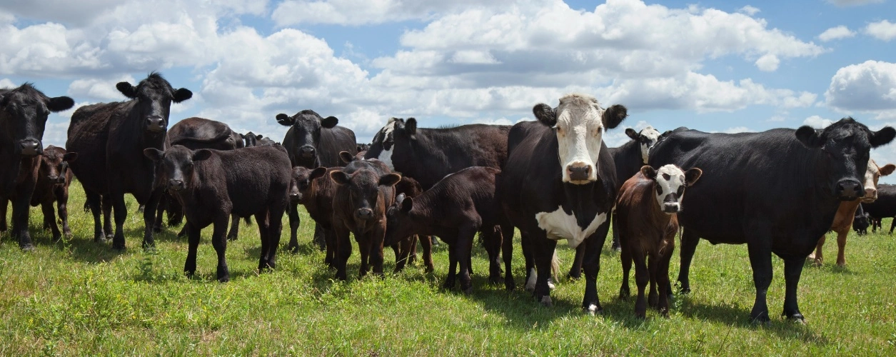 Angus-Hereford cross cows and calves on a sunny day