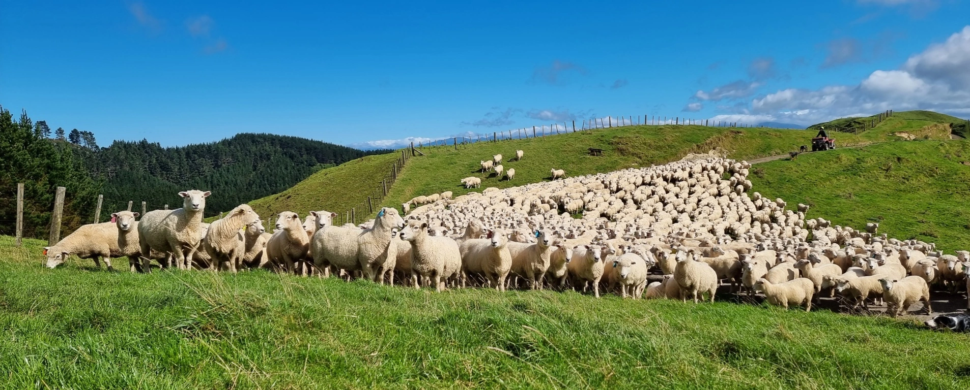 recording-body-condition-in-stud-flocks