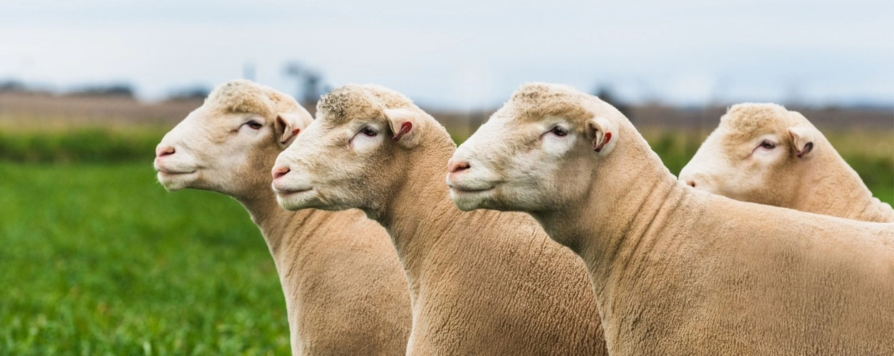 Poll Dorset sheep (source Australian Poll Dorset Association)
