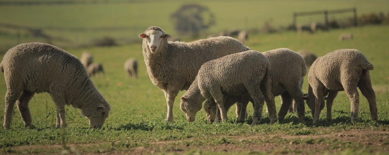 Merino lambs grazing in a paddock
