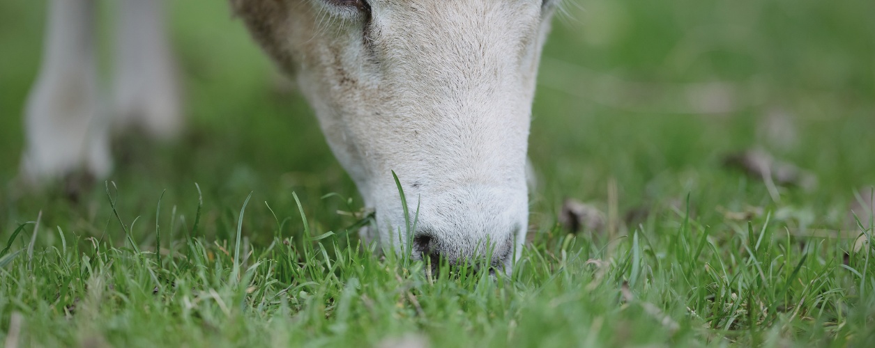 A sheep eating grass