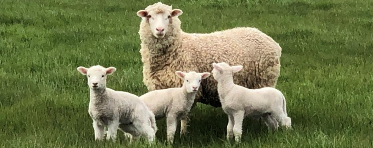 Ewe and lambs in a paddock