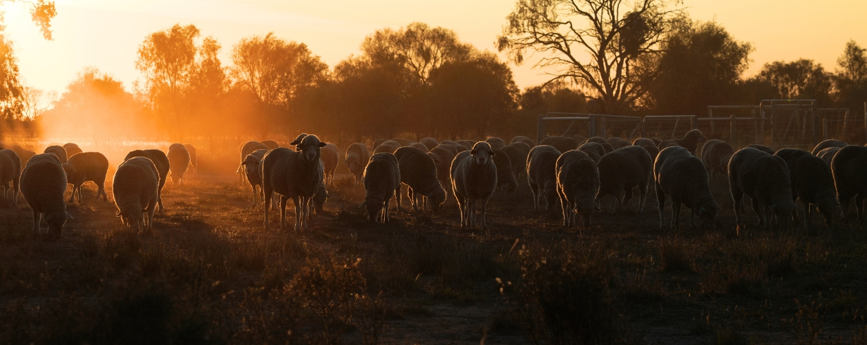 Merino sheep grazing at dusk (Australia)