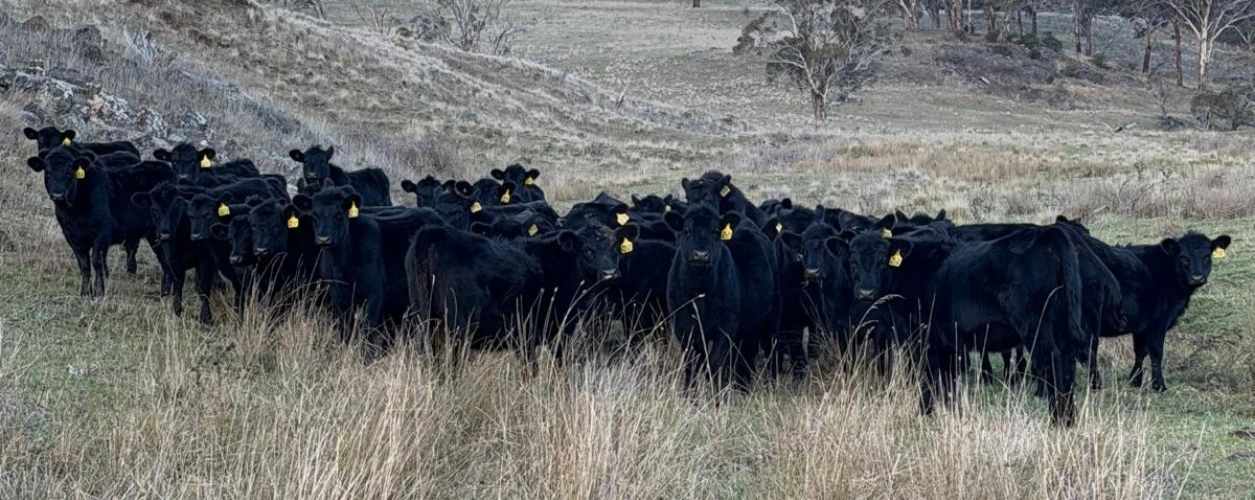 Angus heifers (Australia)