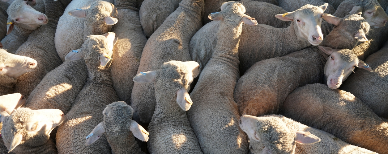 Merino ewe lambs in yards - Australia