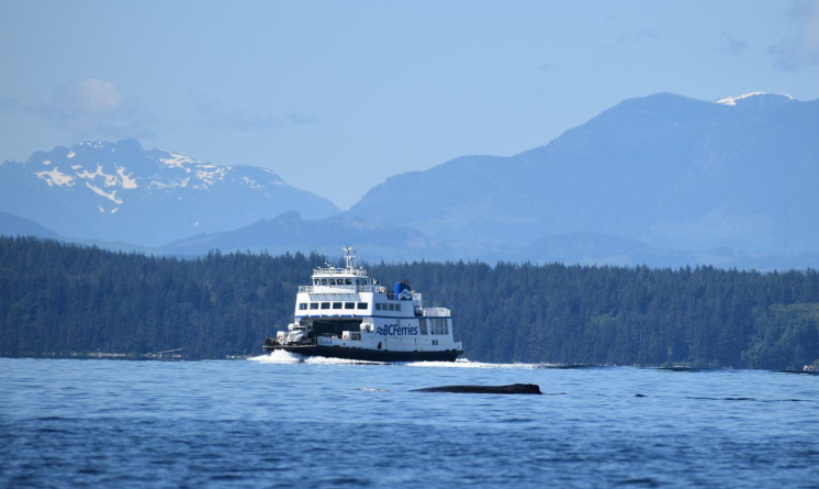 Lack of regulations leaves humpback at risk despite BC Ferries slowdown, experts say