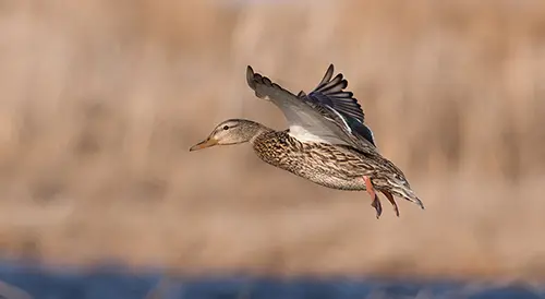 Mallard Hen's Wild Journey North