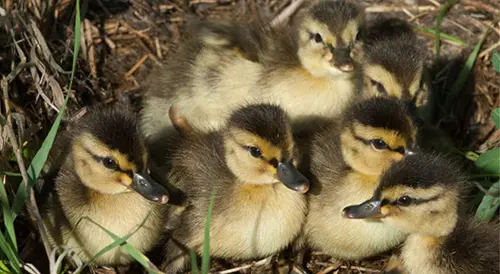 Where Ducks Nest Impacts Waterfowl Production