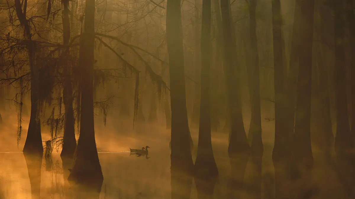 arkansas flooded timber duck hunting