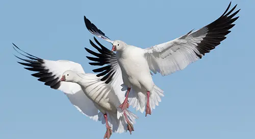 Snow Goose & Specklebelly Goose Numbers Increase