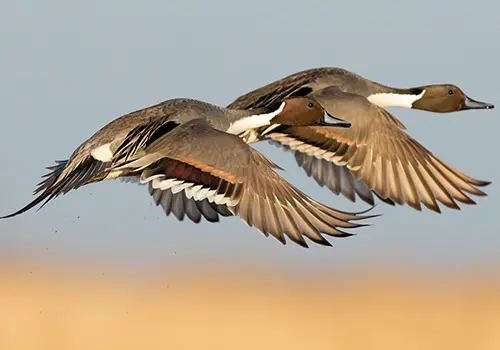 North Dakota Breeding Waterfowl Survey Results