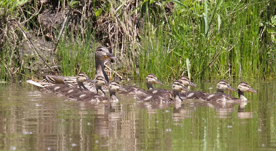 hen mallard brood