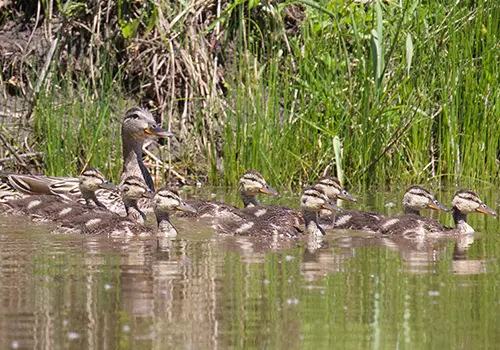 State Waterfowl Breeding Population Survey Roundup