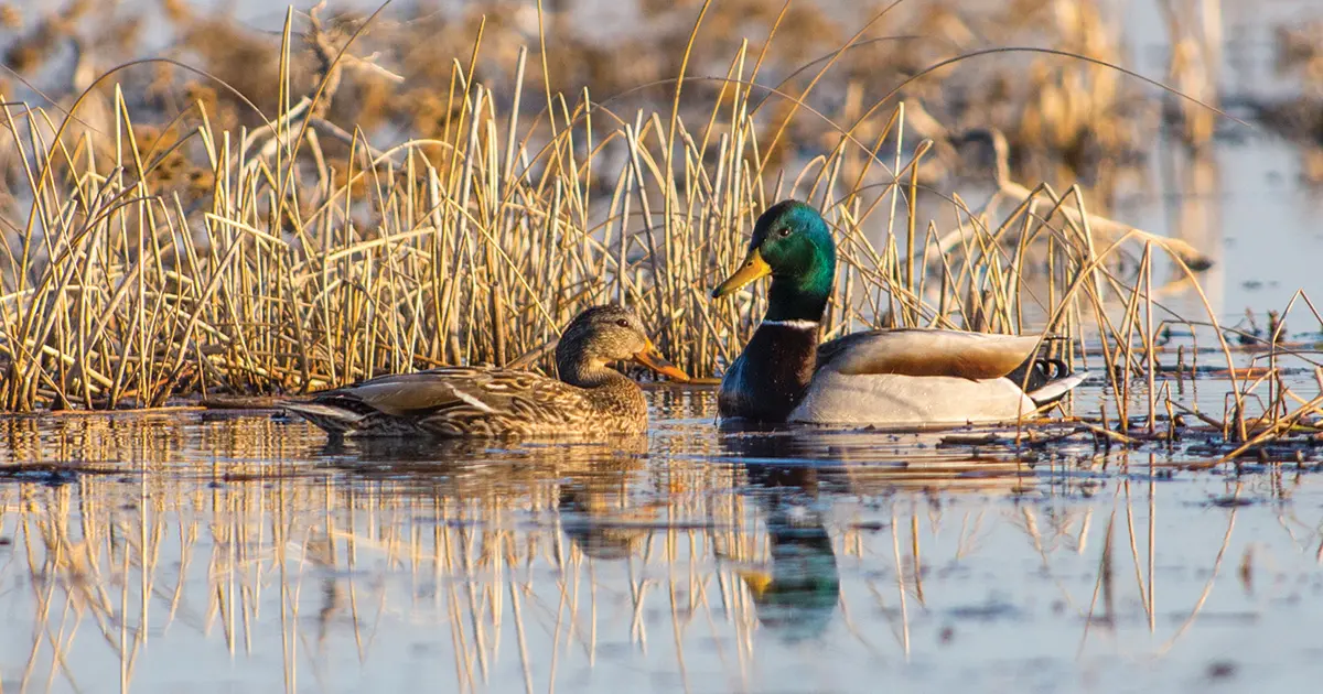 breeding mallard pair
