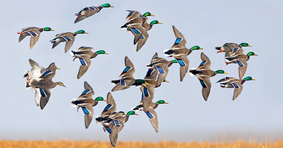 drake mallards in flight