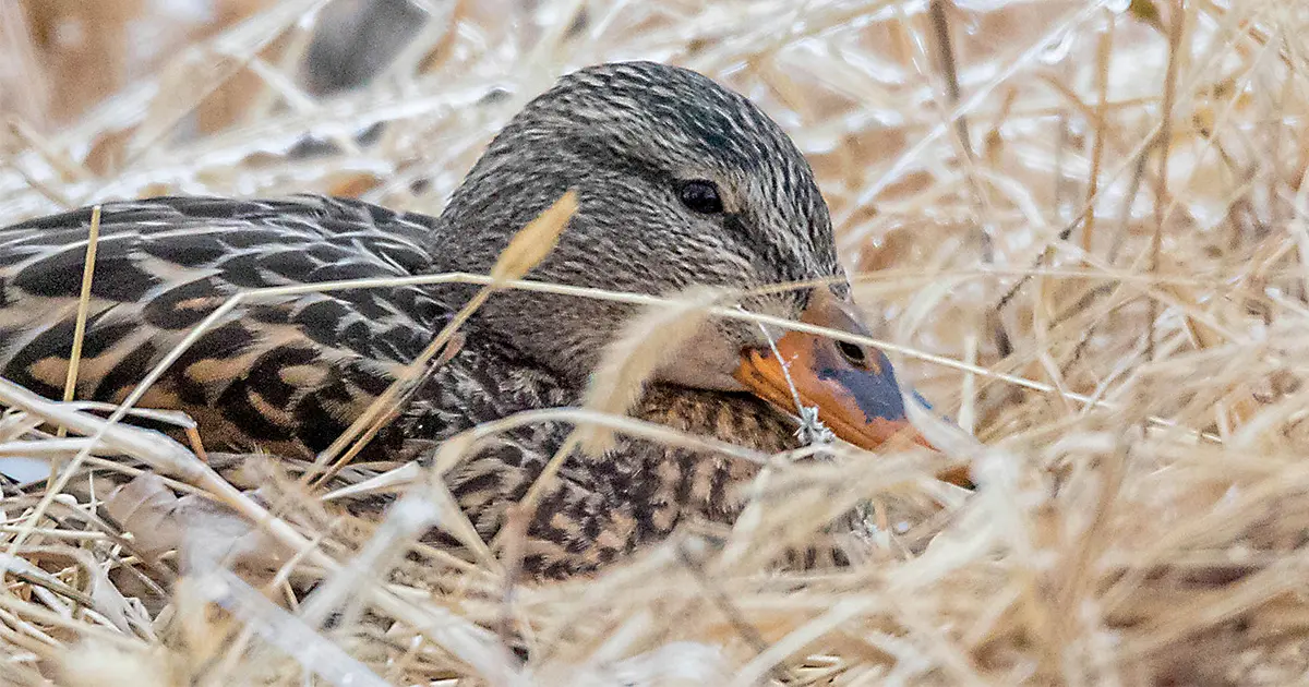 hed mallard nesting