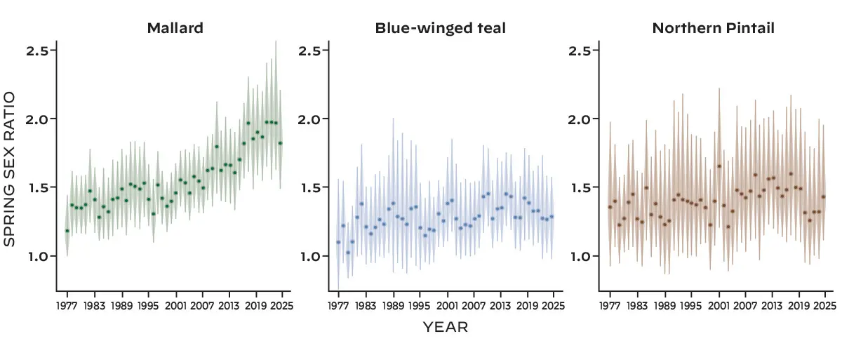 spring waterfowl sex ratio graph