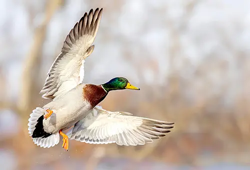 2026-2027 Mississippi Flyway Duck Hunting Forecast