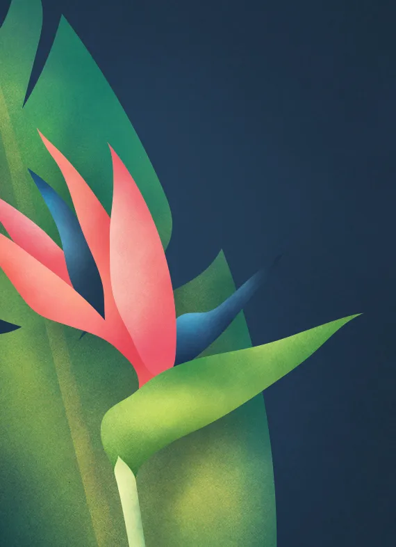 Tropical plant illustration