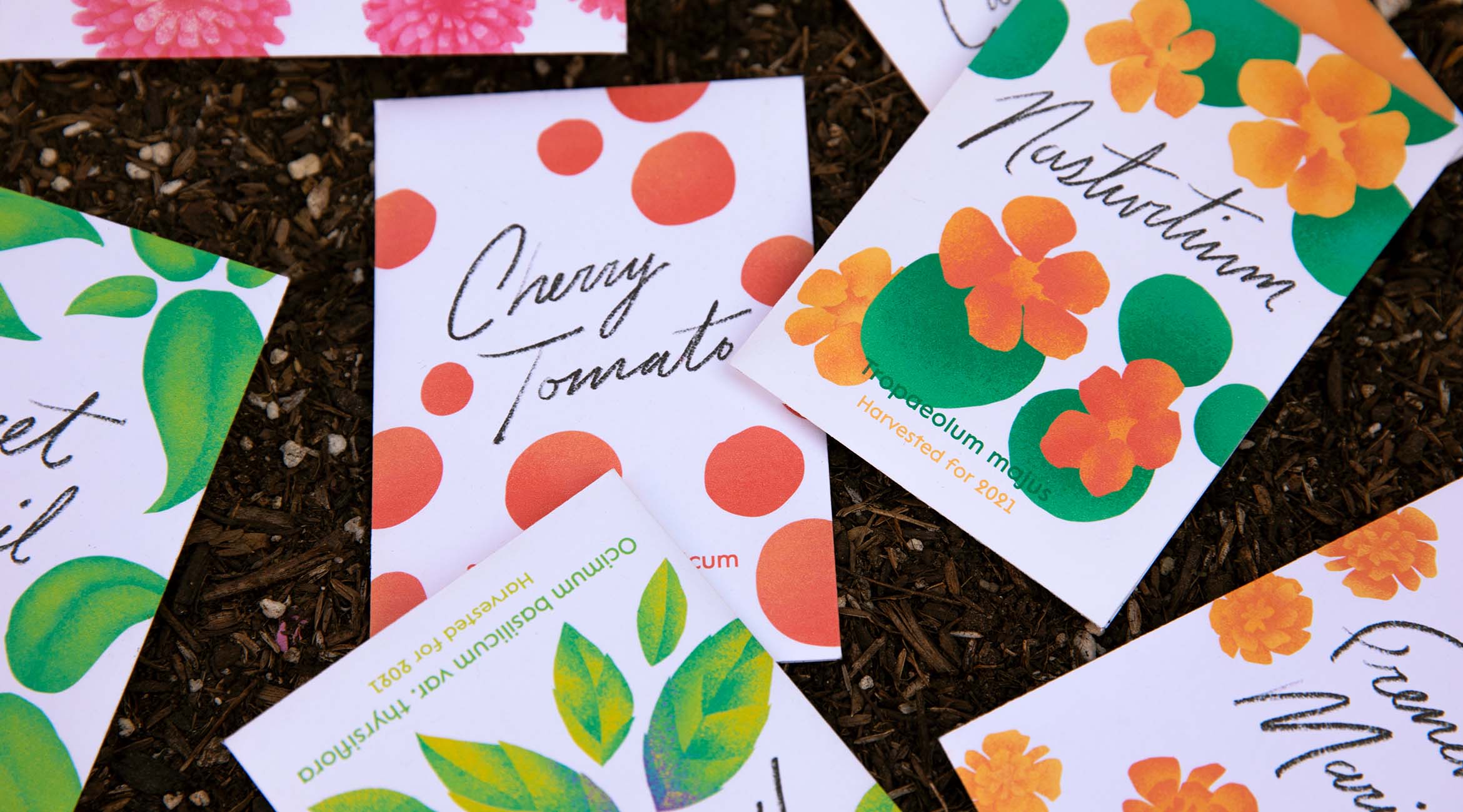 Saving Seeds illustrated seed packets laid out on soil