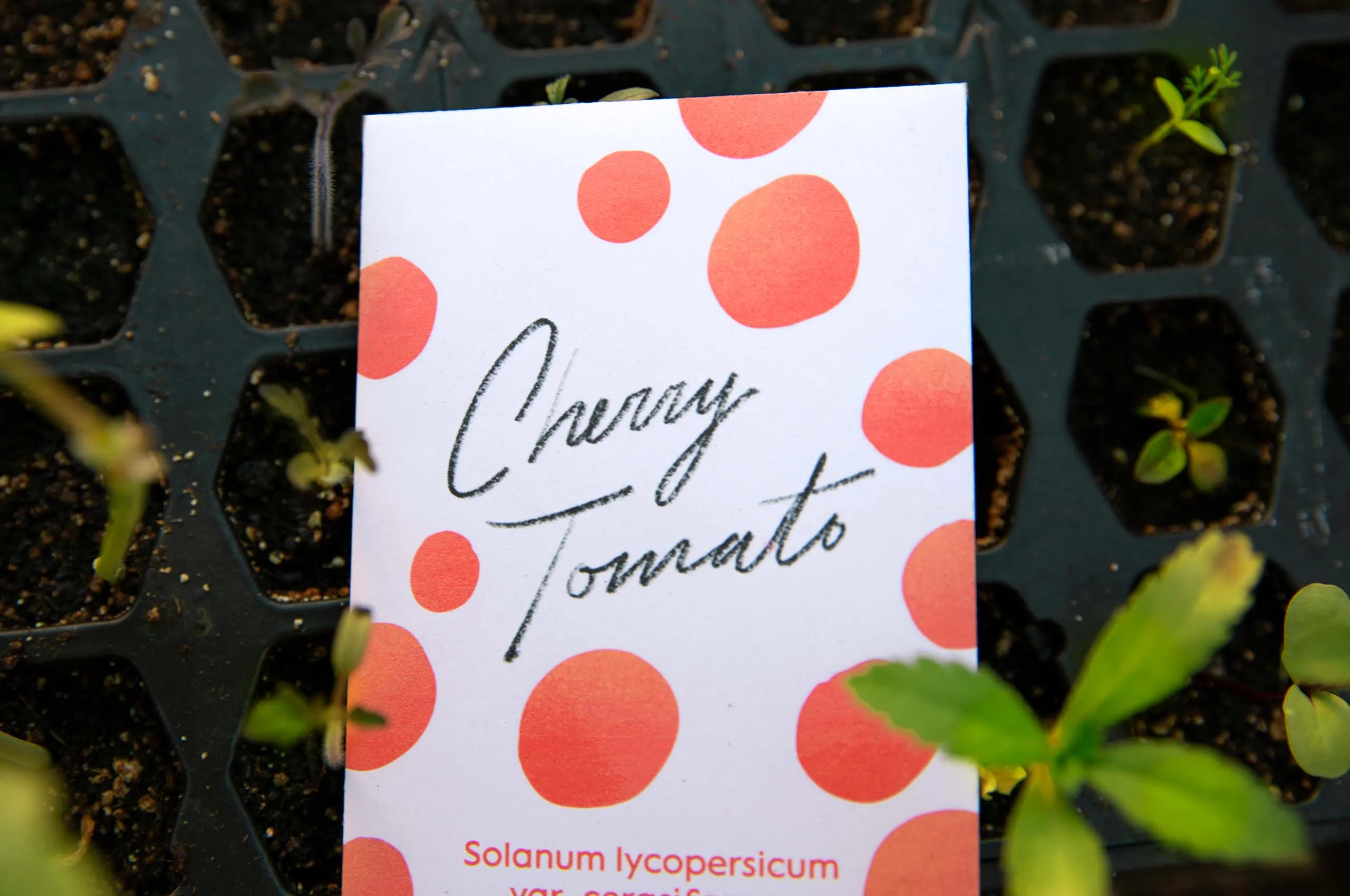 Cherry tomato seed packet with fresh tomatoes