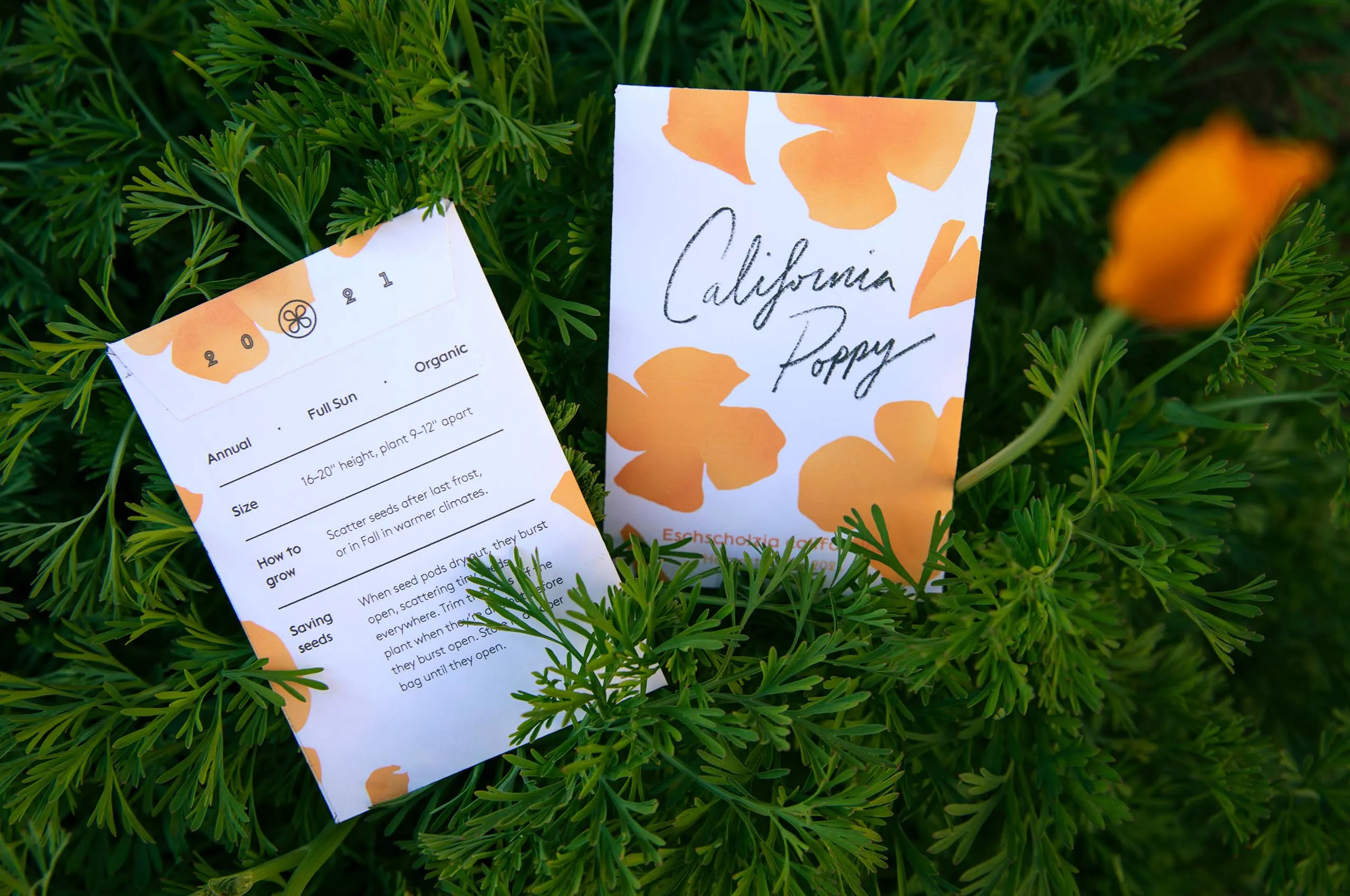 California poppy seeds in a bed of poppies