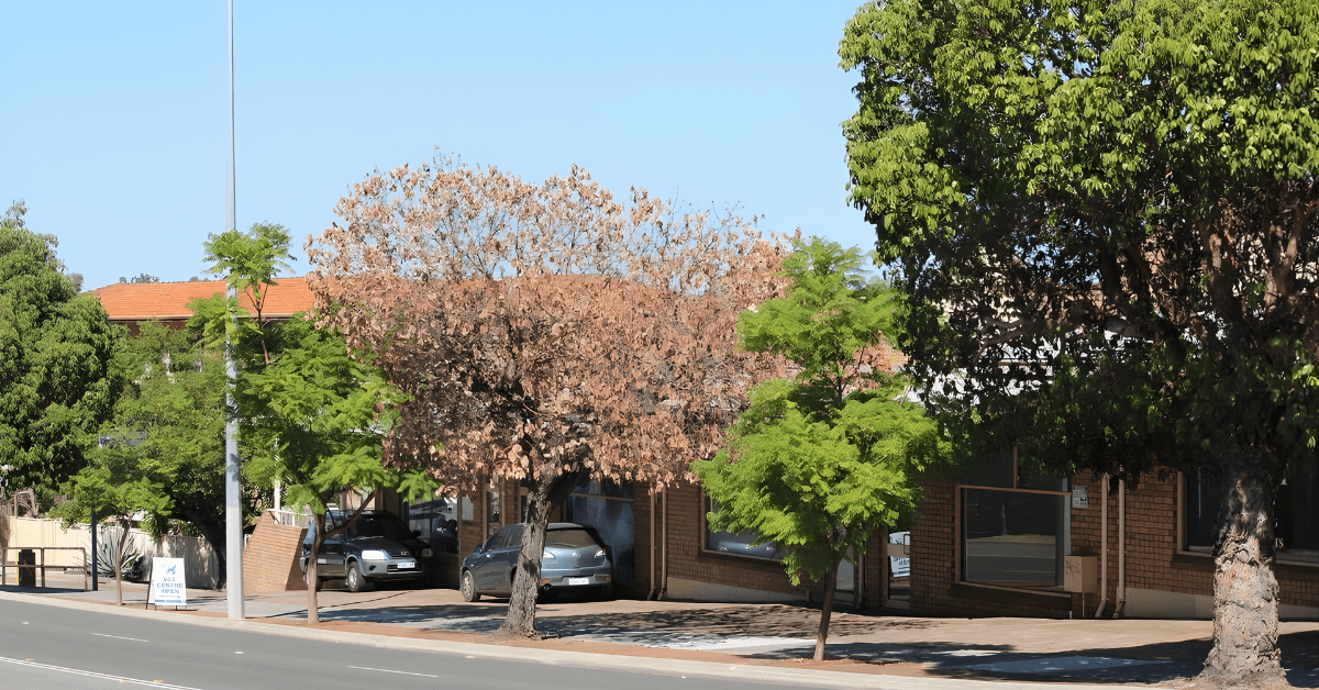 A city street lined with parked cars and buildings. Green trees are on both sides, except one central tree with brown, dead leaves. The sky is clear and blue.