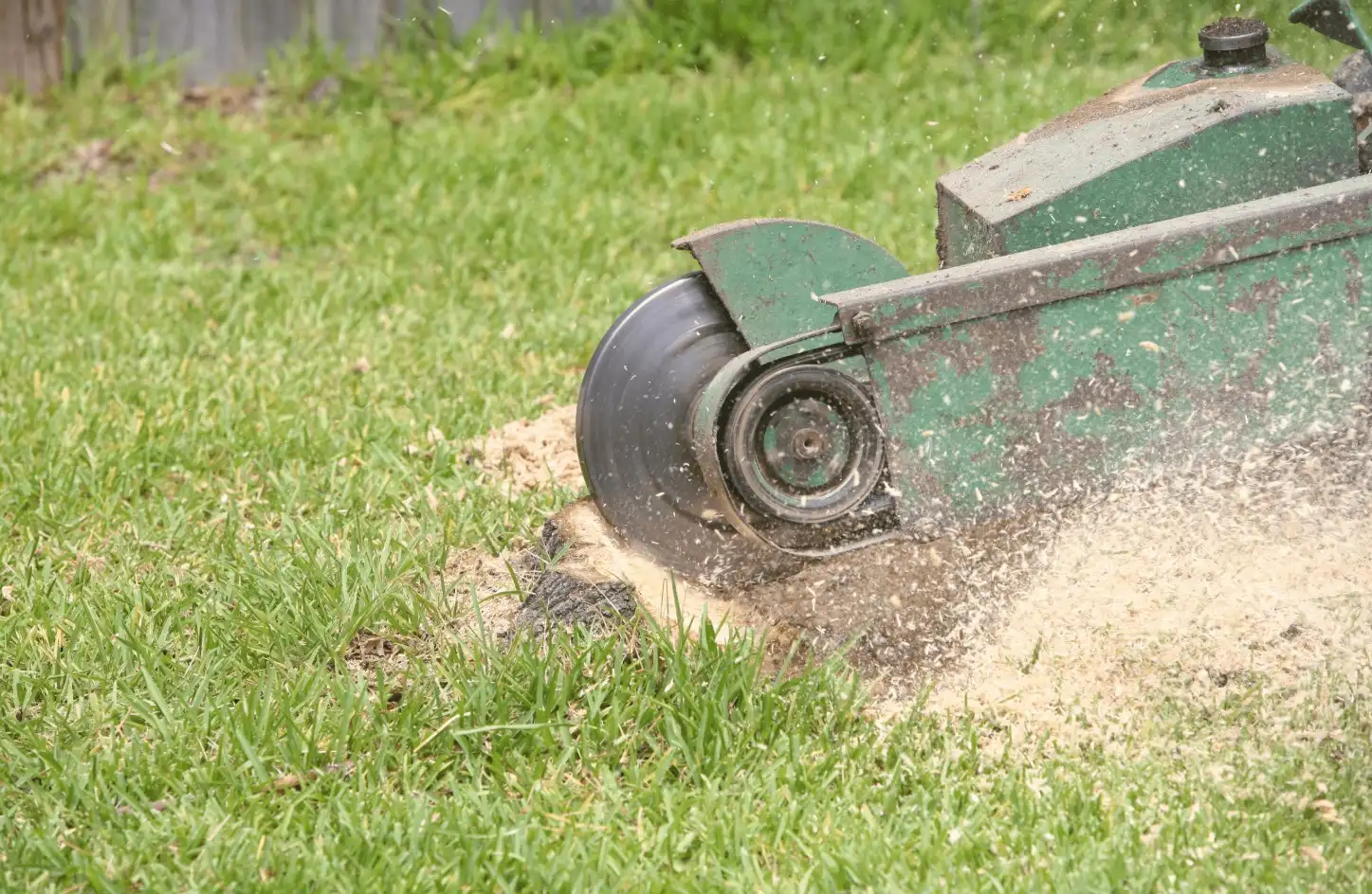 A green stump grinder machine in action, cutting into a tree stump on a grassy lawn, with wood chips and sawdust flying around.