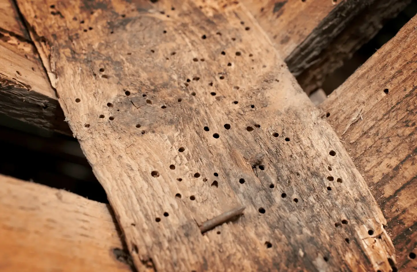 A close-up of a piece of wood with numerous small holes, showing damage caused by polyphagous. The surface appears rough, worn, and decayed.