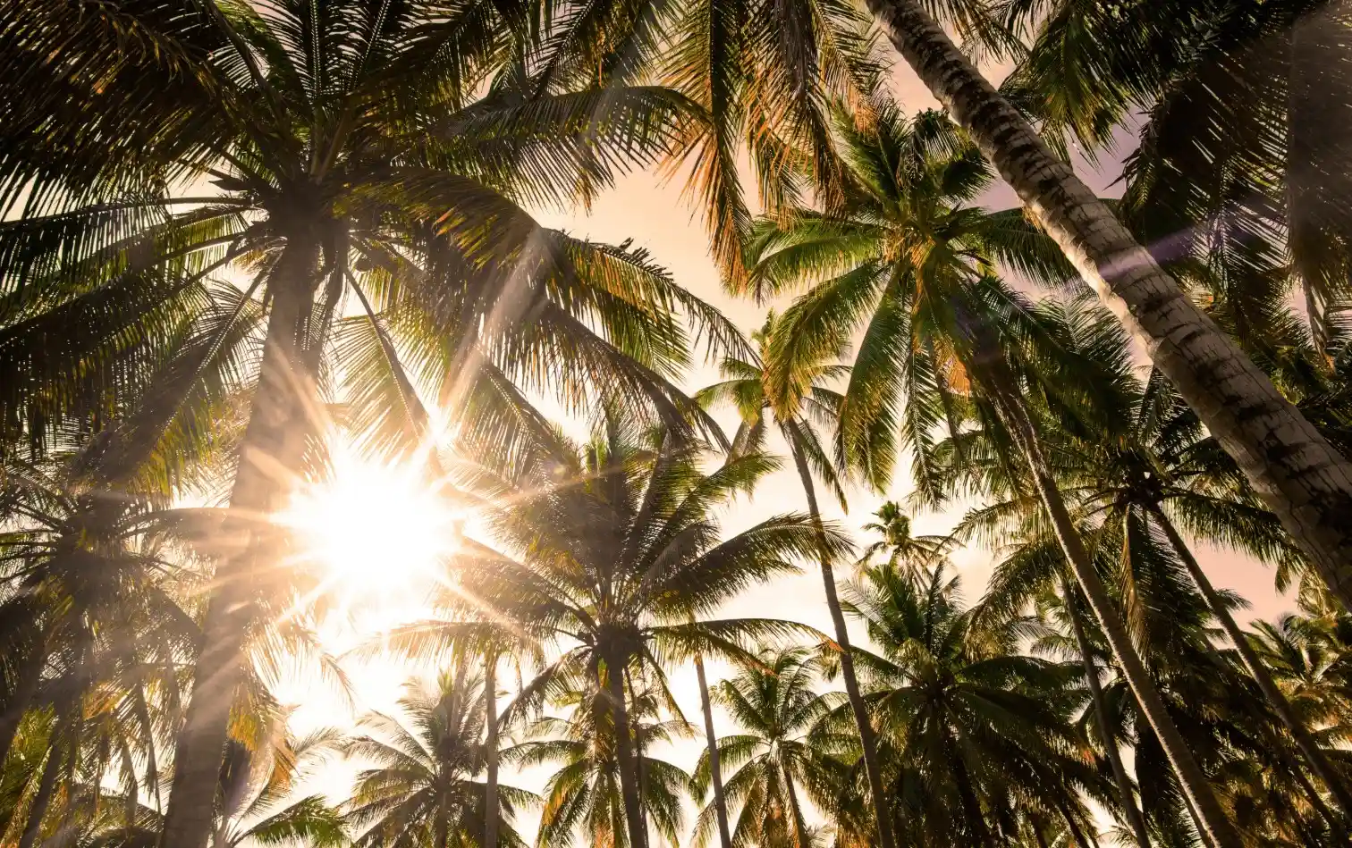 Sunlight shines through the tall, leafy fronds of several palm trees, creating a warm, tropical atmosphere with rays of light and a clear sky visible through the dense foliage above.