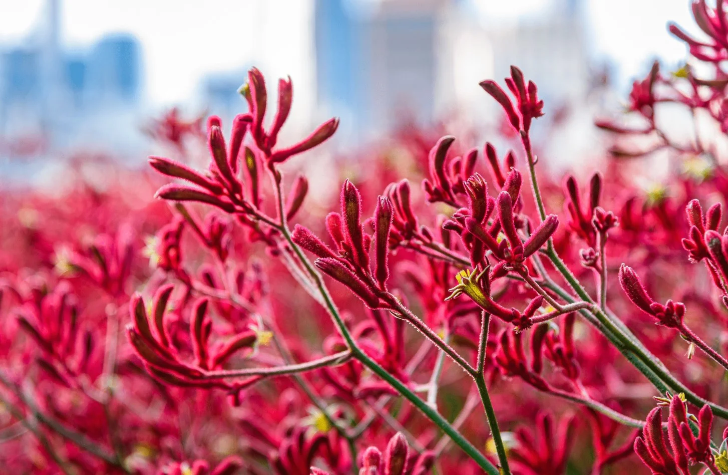Close-up of vibrant red kangaroo paw flowers with fuzzy petals, set against a blurred urban background and soft daylight.