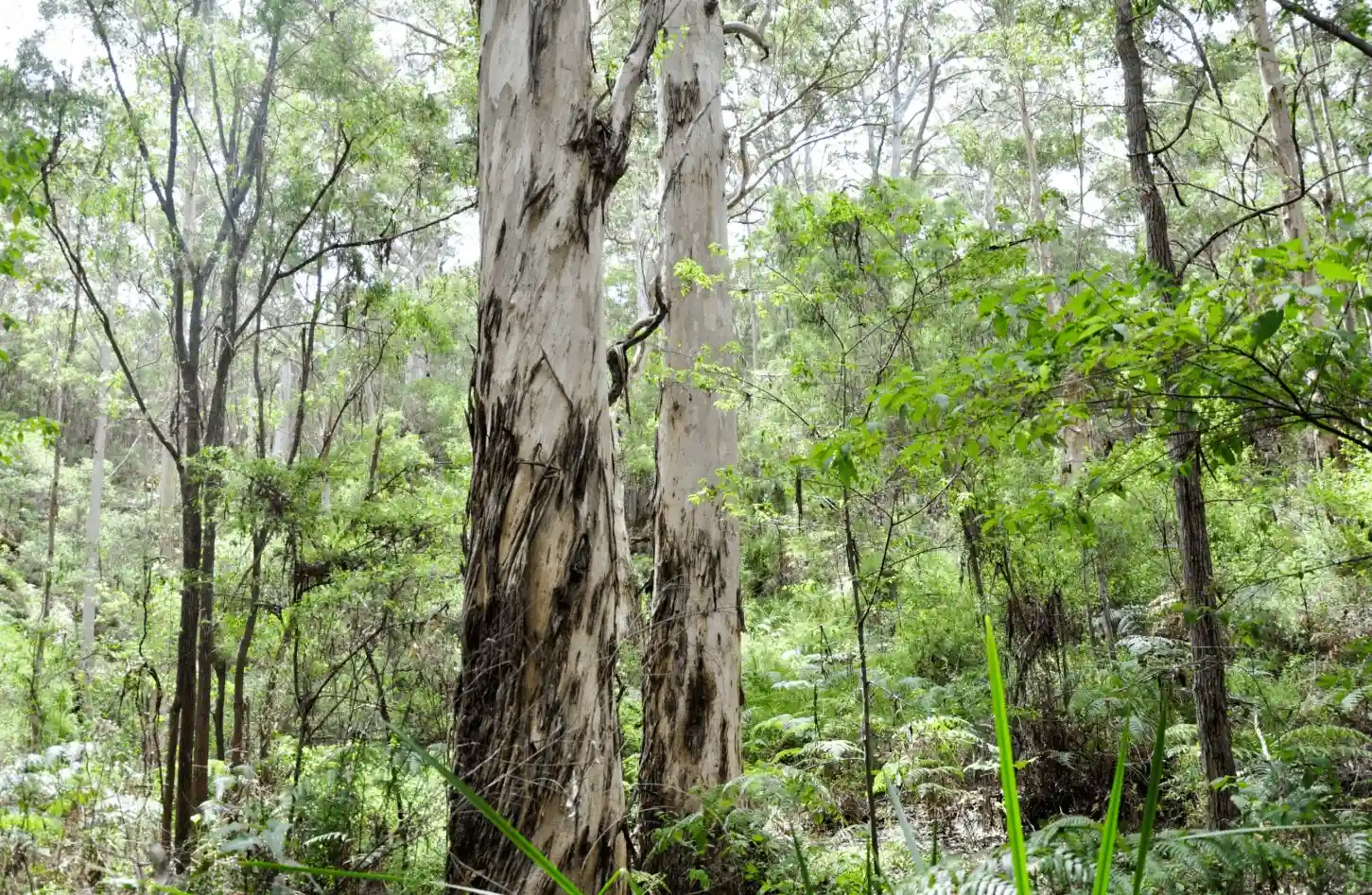 Tall, pale eucalyptus trees with dark patches stand among dense green foliage in a sunlit forest. Ferns and leafy plants cover the forest floor, and sunlight filters through the tree canopy.