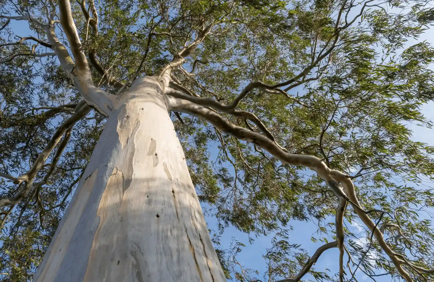 Looking up at a tall eucalyptus tree with smooth, pale bark and twisting branches, set against a blue sky with scattered green leaves.