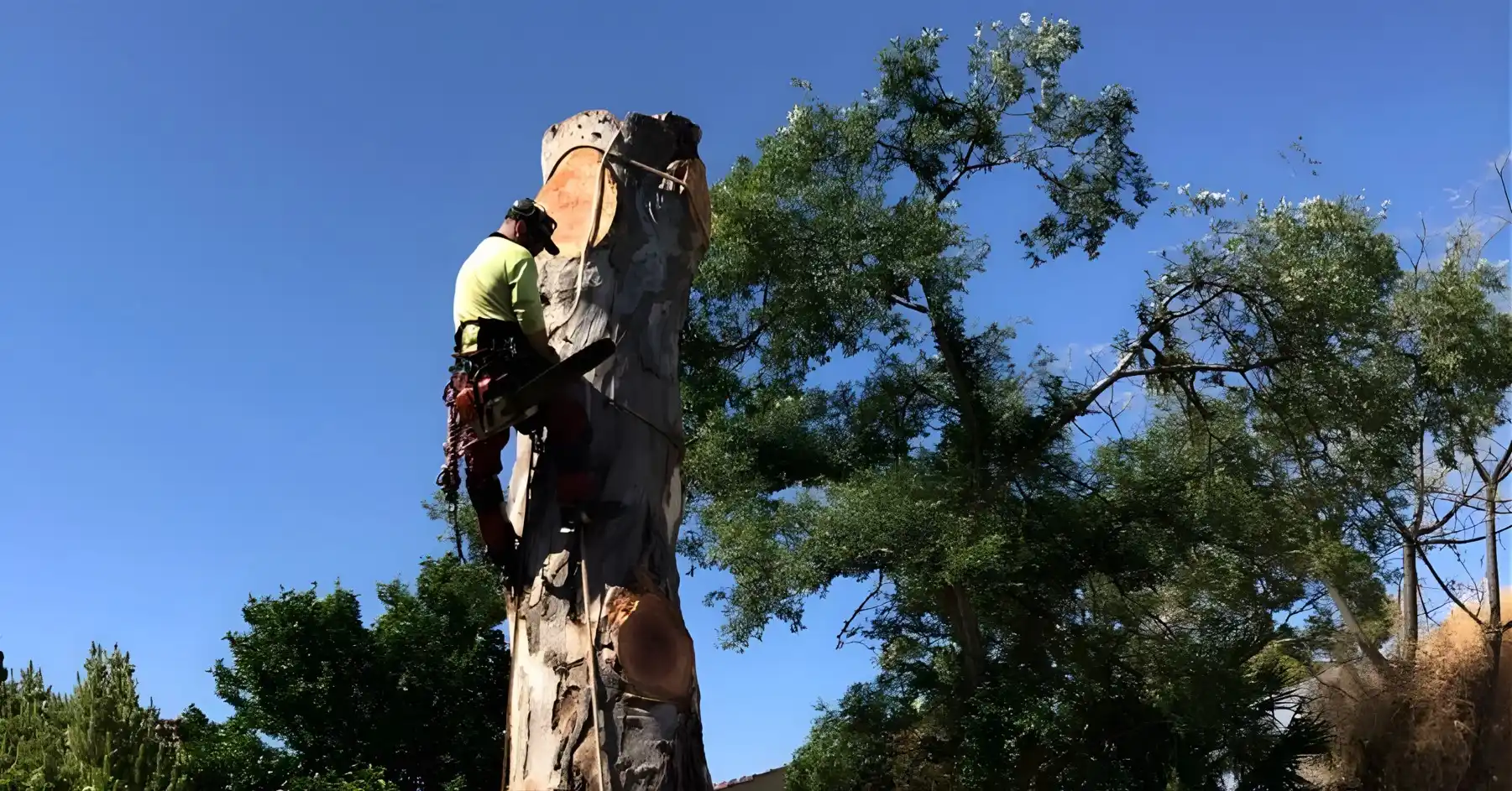 A tree worker in safety gear climbs and cuts a large, leafless tree trunk with a chainsaw, surrounded by green trees and a clear blue sky.
