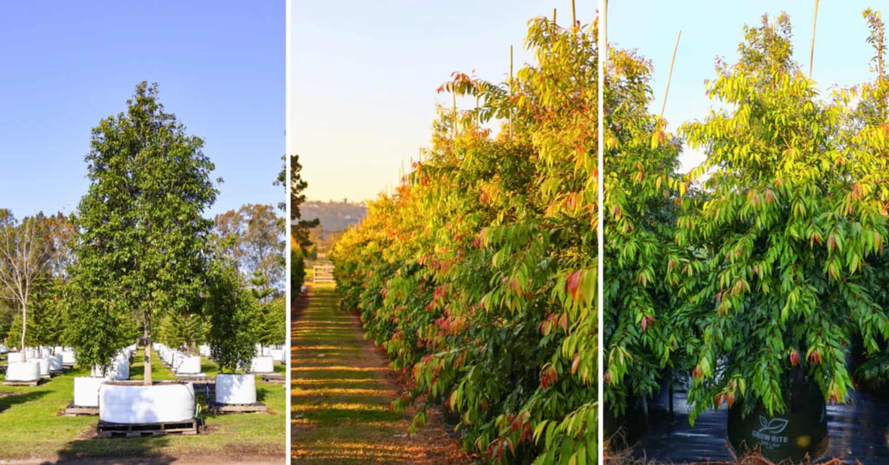 Three side-by-side images of young trees in rows at a tree nursery, each tree planted in a large white or black container, with green foliage and sunlight casting shadows.