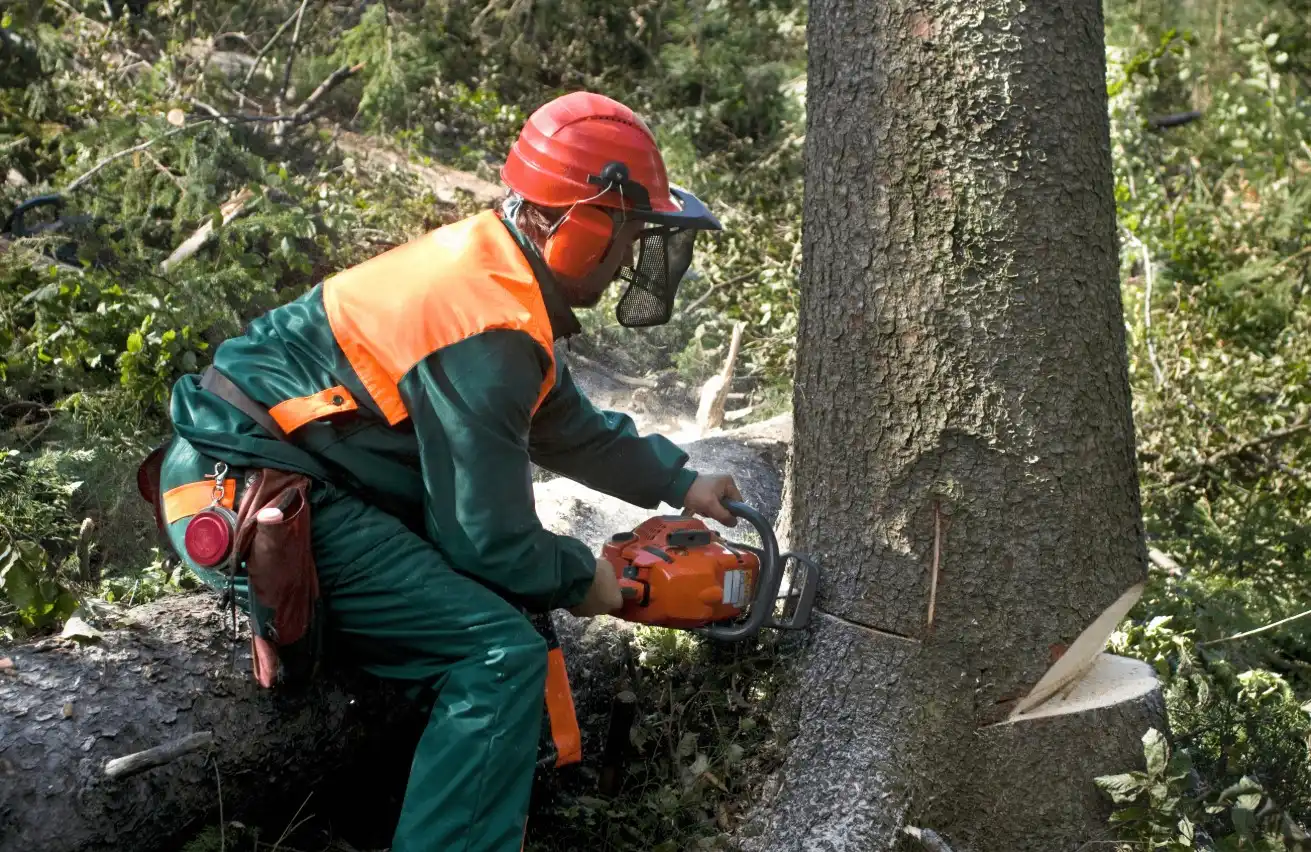 One of our team members cutting a tree with a chainsaw during a professional tree removal job in Perth