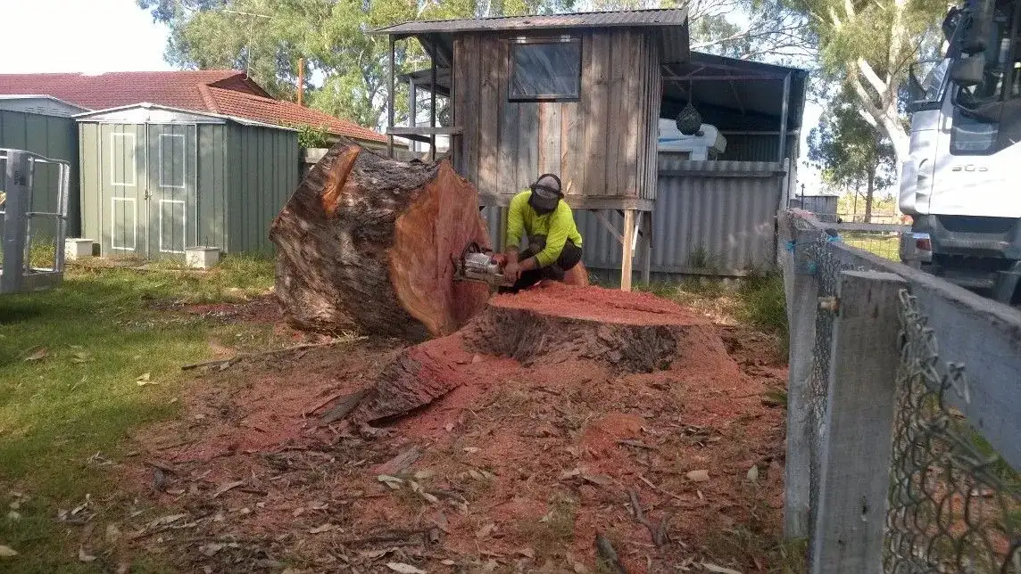 A worker in safety gear uses a chainsaw to cut a large tree stump in a yard surrounded by sheds, fences, and trees. Wood chips and sawdust cover the ground.