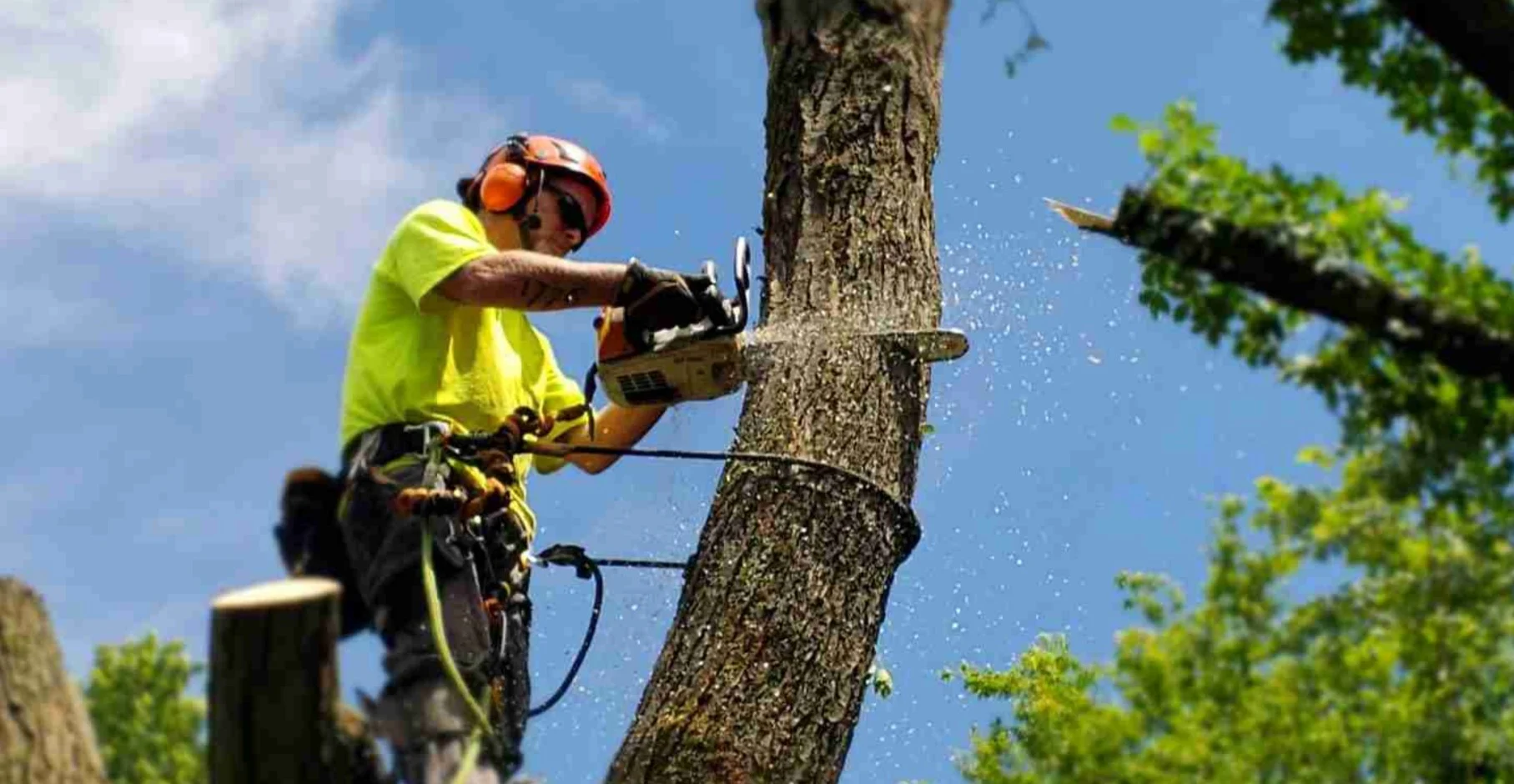 A worker wearing safety gear and a helmet uses a chainsaw to cut a large tree branch while secured with a harness, with wood chips flying under a clear blue sky.
