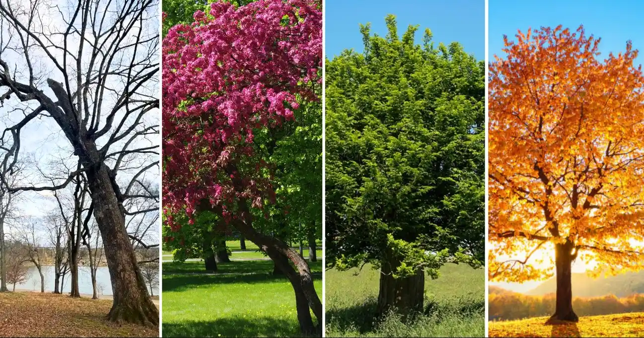 Four trees representing the seasons: barren in winter, covered in pink blossoms for spring, lush green leaves for summer, and vibrant orange foliage for autumn, each set against a matching seasonal background.