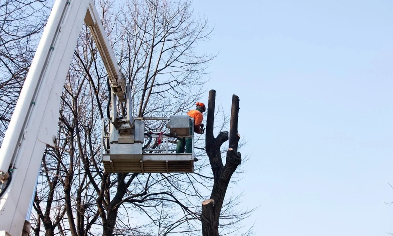 A worker in an orange vest and helmet stands in a cherry picker, trimming branches from a tall tree with most of its limbs already cut, against a clear blue sky.